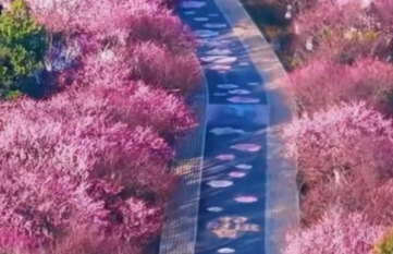 踏春赏梅正当时，超山漫山花香醉游人(图1)