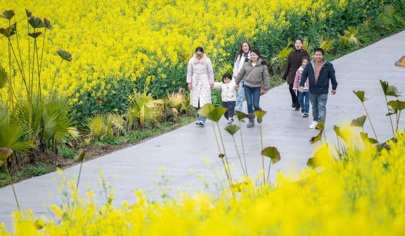 重庆石柱：千亩油菜花绽放美丽经济(图1)