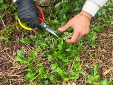 别精致内卷 浙江年轻人偏爱春日“打野”慢