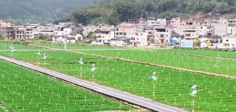 品质筑牢口碑 半埔畲族村韭菜畅销多省市赋能乡村振兴(图1)