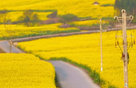 龙港“金色花海”引客来 农