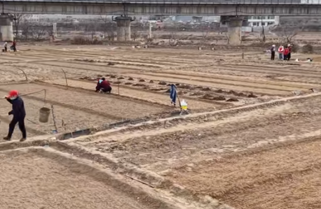 抢抓农时种春蒜 穆村镇“田保姆”护航丰产增收(图1)