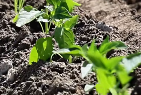 焉耆垦区：辣椒定苗忙 春耕启新程(图1)