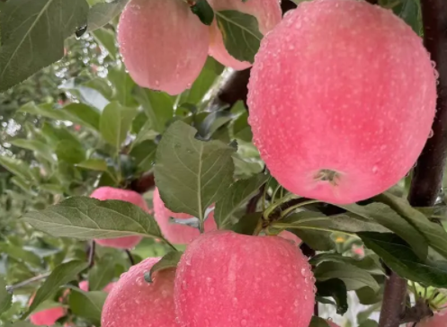 家门口就业 西峰妇女收获稳稳幸福(图1)