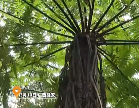 融安首次发现千株桫椤 古老“活化石”见证