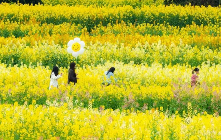 沃野千里逐春光(图1)