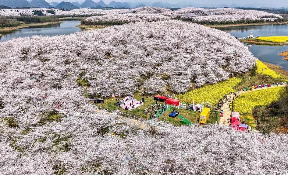 贵州：樱花似海 春满大地(图1)