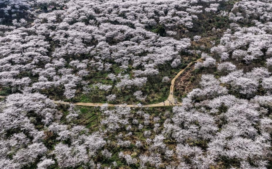 贵州：樱花似海 春满大地(图2)