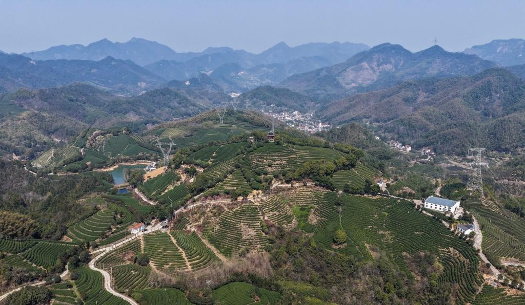 中国有机茶之乡春茶全面开采(图1)