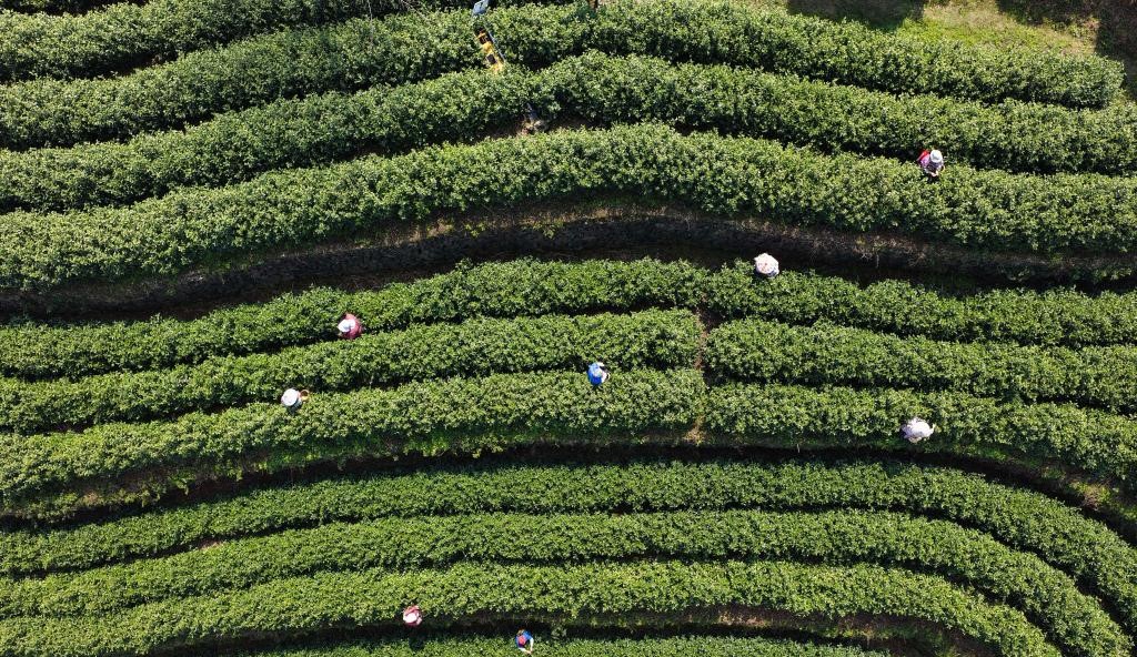 中国有机茶之乡春茶全面开采(图2)