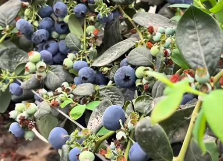 来宾兴宾区：蓝莓挂满枝头 村民采收忙增收(图1)