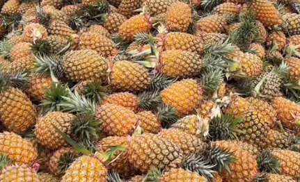 得天独厚育佳果，万宁龙滚凤梨香飘海内外