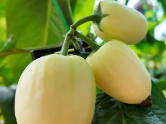 四季果蔬满棚香 环县关营村现代农业激活乡村振兴新动能(图1)