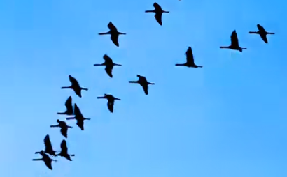 生态向好雁归来 吉林蛟河筑牢候鸟迁徙“安全驿站”(图1)