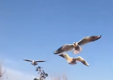 宁夏：构建“天空地”防控体系 护航百万候鸟迁徙(图1)