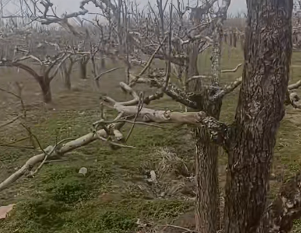 高平春播春管双线发力 紫皮蒜+梨果产业激活乡村活力(图1)