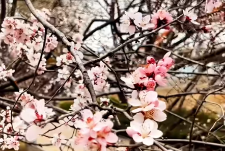 芳华满岸，醉美临汾 汾河畔山桃花盛放引游人驻足(图1)