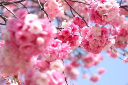 樱满山头，赋能宜良 山后社区樱花绽放带动产业升级(图1)