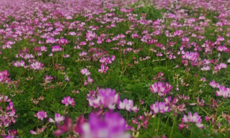 紫色浪漫满乡间 桂林公平乡紫云英花海迎客踏青(图1)