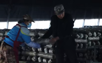 智慧种菇促增收 襄垣乡村振兴添新彩(图1)