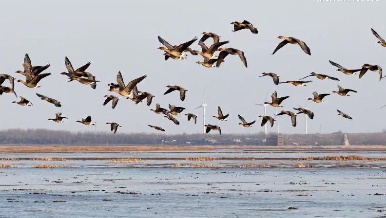 万羽归栖卧龙湖(图1)
