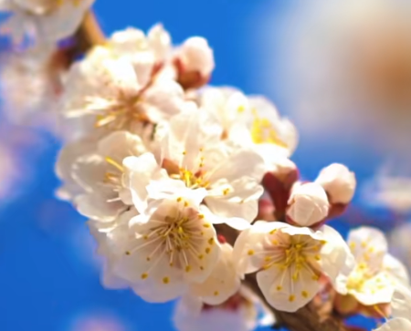 十载杏花节 托克逊让“杏”福产业持续升温(图1)