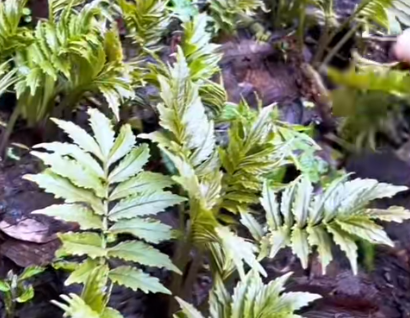 时令消费持续升温 一口春味撬动万亿级消费场景(图1)