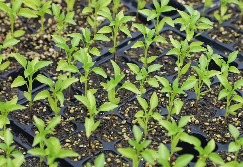 智慧育苗“掌”握春耕“先机”(图1)