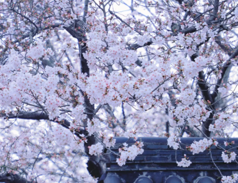 春日限定浪漫！扬州鉴真樱花季启幕，解锁赏樱新体验(图1)