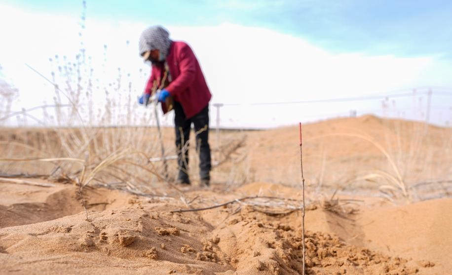 春日植绿锁黄沙(图1)