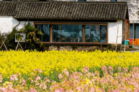 赏花经济点亮古村新活力 福安廉村油菜花海迎客来(图1)