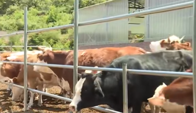 小肉鸡撬动大产业 长治潞城黄牛蹄乡助力乡村振兴共富路(图1)