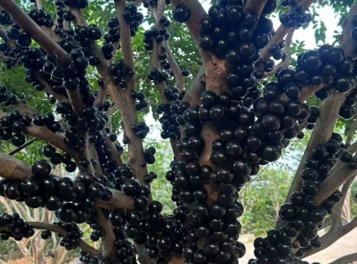 西和村：嘉宝果丰收启幕 农旅融合赋能乡村振兴(图1)