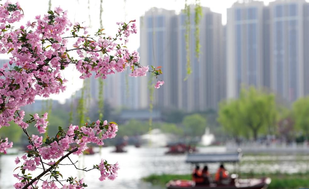 兴庆池头春色浓(图1)