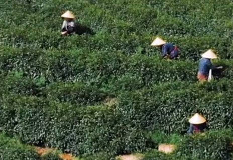 5G智能生产线发力，祁门红茶生产迈入自动化时代(图1)