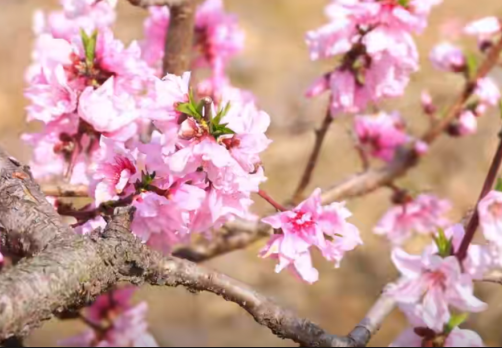 桃花缀山野，镇江嶂山村打造乡村旅游新名片(图1)
