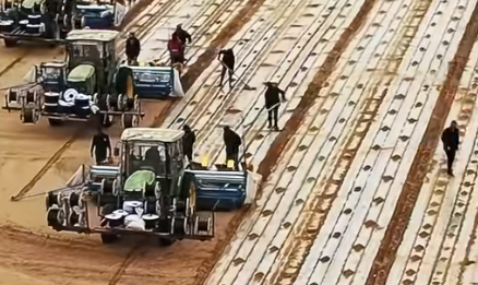 一地双收！新疆棉花套种孜然，棉农增收有新招(图1)