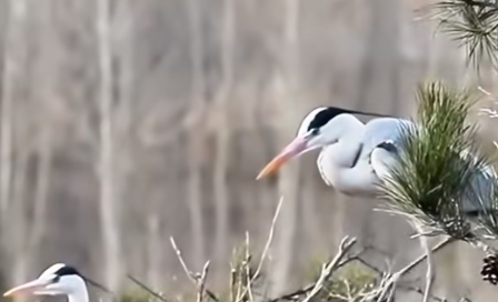 春染吕梁山 方山刘家庄村苍鹭归巢添生机(图1)