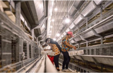 告别“看天吃饭”！临安海归青年打造智能化蛋鸡养殖场(图1)