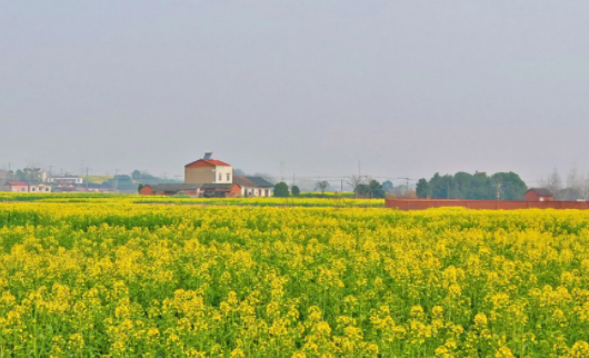 夷陵春日限定！万亩油菜花解锁乡村文旅新玩法(图1)