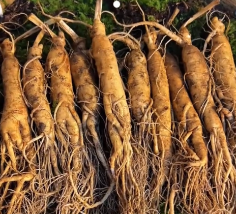 深耕特色富民产业 吉林为乡村振兴注入持久动力(图1)