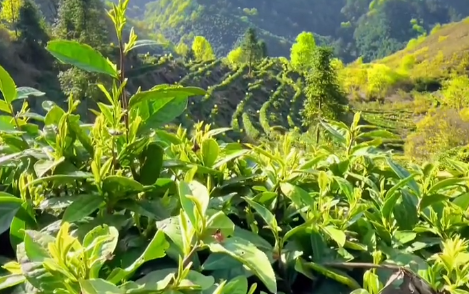 高山出好茶 黄山汤口2026黄山毛峰喊山开园采收(图1)