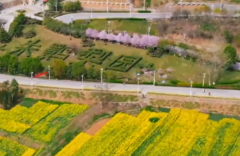春日盛景两相宜 洋县朱鹮舞花海 桐柏樱花醉人心(图1)