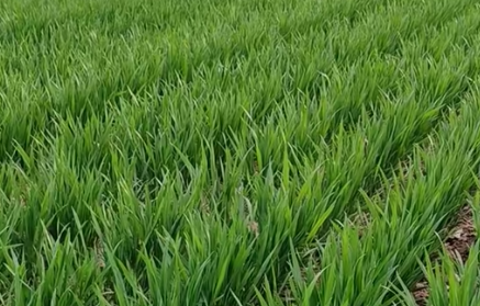 春管正酣！闻喜51.2万亩小麦借力科技促生长(图1)