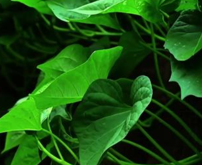 品质出众！台山番薯叶成餐桌新宠 远销南北各地(图1)