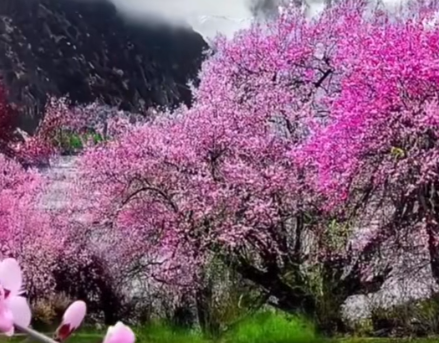非遗活起来 文旅融起来 波密桃花节分会场启幕，书写雪域文旅新答卷(图1)