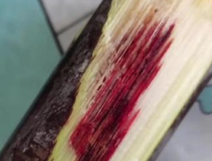 别被“清明蔗”误导！变质甘蔗才是真正的“隐形杀手”(图1)