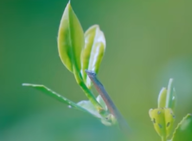 勉县茶产业提质增效 全业态发展赋能县域经济(图1)