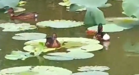 卫星跟踪护航 衡水湖青头潜鸭野化放飞启新程(图1)