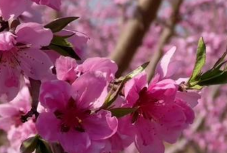 春到黄土塬 山西万荣南景村桃产业绘就振兴新图景(图1)